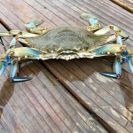 A Maryland blue crab
